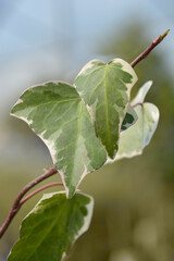 Algerian ivy Glorie de Marengo