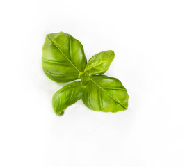 Green basil leaves, isolated, close up. Sprig of fresh herbs on a white background. Graphic design element.