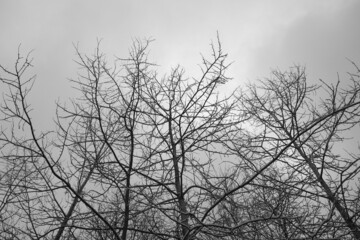 View on inter trees from below in black and white