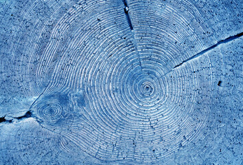 Tree annual rings texture in blue tone