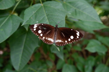 butterfly on a flower