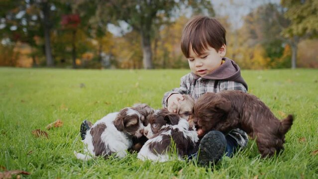 Cute Asian toddler sitting on the grass, playing with a few puppies