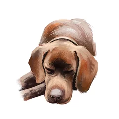 Foto op Canvas Braque Francais dog breed isolated on white background digital art illustration. Braques fran?ais hunting dog very old type of gun dog used for pointing the location of game, sleeping puppy pet. © dneprstock