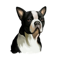 Boston Terrier dog breed isolated on white background digital art illustration. Boston Terrier is a compactly built, well-proportioned dog, black and white dog portrait, domestic puppy pet. - obrazy, fototapety, plakaty