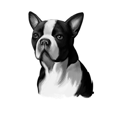 Boston Terrier dog breed isolated on white background digital art illustration. Boston Terrier is a compactly built, well-proportioned dog, black and white dog portrait, domestic puppy pet.