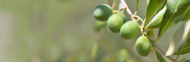closeup on fresh olive growing in a branch of the tree in panoramic view