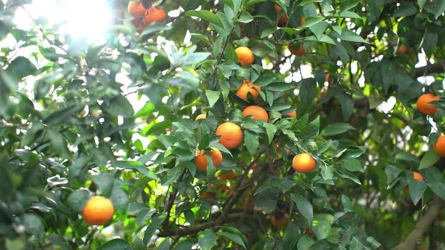  A lot of mandarins on the tree in Israel