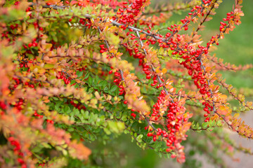 Red ripe barberry on an autumn branch