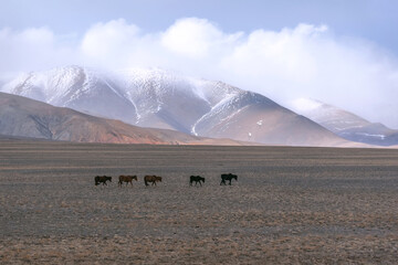 horses steppe mountains herd graze spring