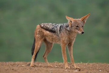 Naklejka na ściany i meble Curious black-backed jackal (Canis mesomelas) at Scavengers` hide, Zimanga Private Game Reserve, Kwazulu Natal
