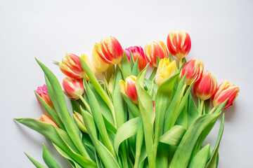 red and yellow tulips on a white background	