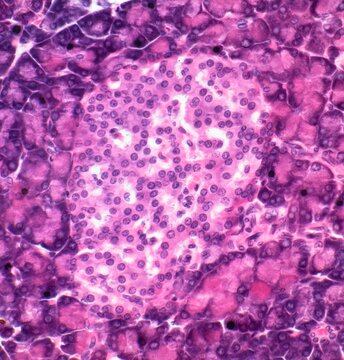 Islet of Langerhans, LM