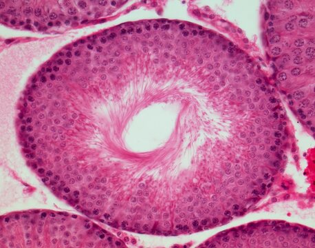 Testis, LM