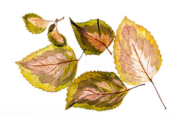 variegated foliages on the white background