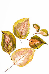 variegated foliages on the white background