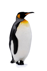 King penguin isolated on the white background