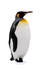 Fotobehang King penguin isolated on the white background © Alexey Seafarer