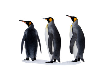 King penguin isolated on the white background © Alexey Seafarer