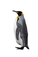 King penguin isolated on the white background.