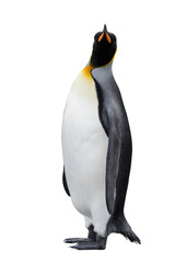 King penguin isolated on the white background © Alexey Seafarer