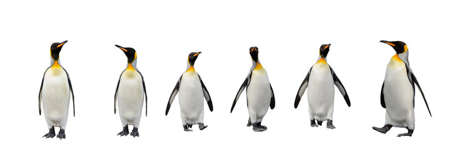 Set of King penguins isolated on the white background © Alexey Seafarer