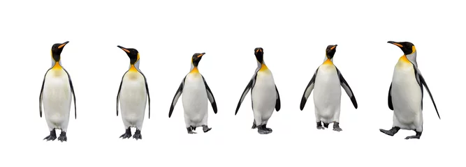 Fotobehang Set of King penguins isolated on the white background © Alexey Seafarer