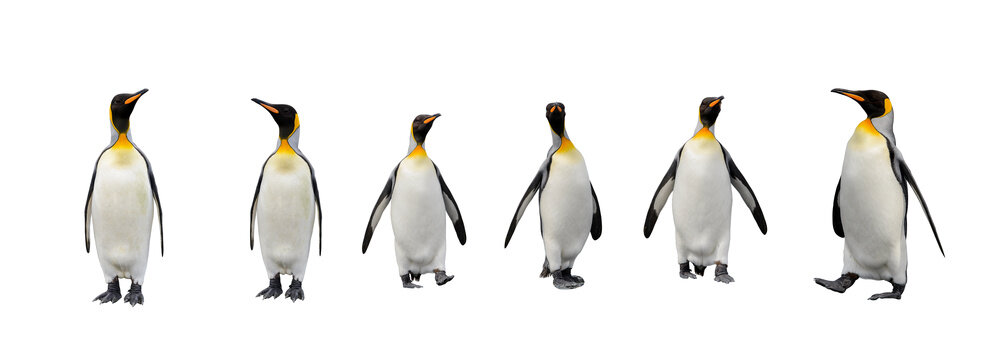 Set of King penguins isolated on the white background