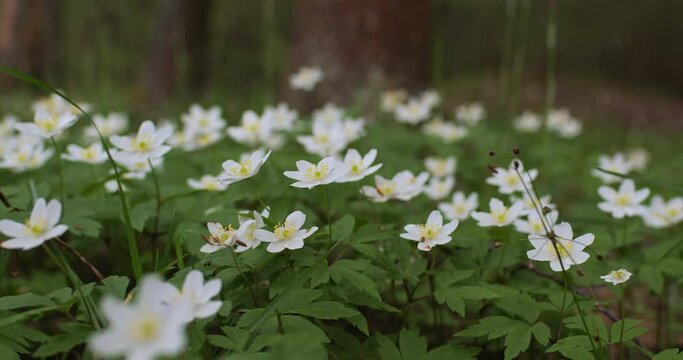 Blooming white sorrel swaying in the wind. Oxalis acetosella.