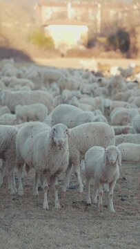 Sheep in a row in a field looking at the camera with a flock of sheep behind, the sun is shining, portrait footage