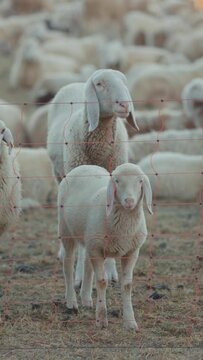 Sheep in a row in a field looking at the camera with a flock of sheep behind, the sun is shining, portrait footage