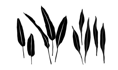 Set of tropical leaves. Hand-drawn ink illustration. Isolated on white background.