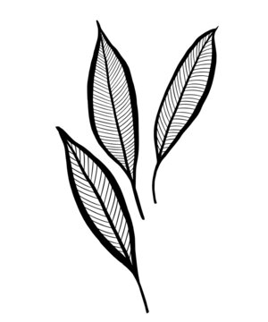 Hand drawn ink drawing of tropical leaves. Isolated on white background.