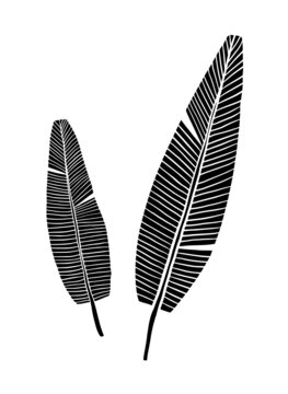 Hand drawn ink drawing of tropical leaves. Isolated on white background.