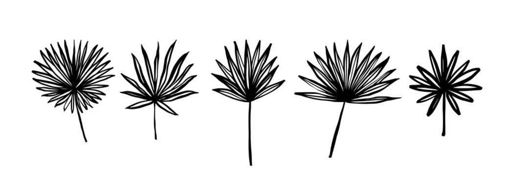 Set of tropical leaves. Hand-drawn ink illustration. Isolated on white background.