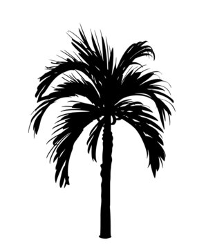 Palm tree silhouette ink drawing. Hand-drawn illustration. Isolated on white background.