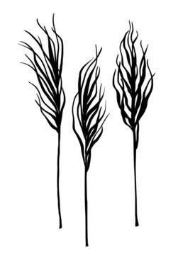 Dry boho plants. Hand-drawn ink branches drawing. Isolated on white background.