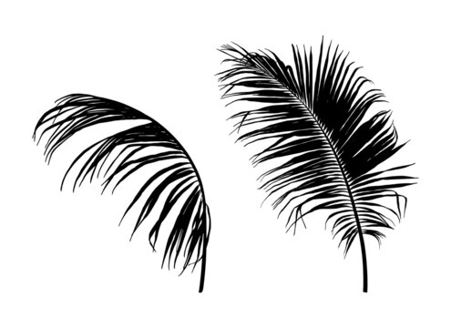 Ink tropical leaves silhouettes. Palm tree branches illustration. Isolated on white background.