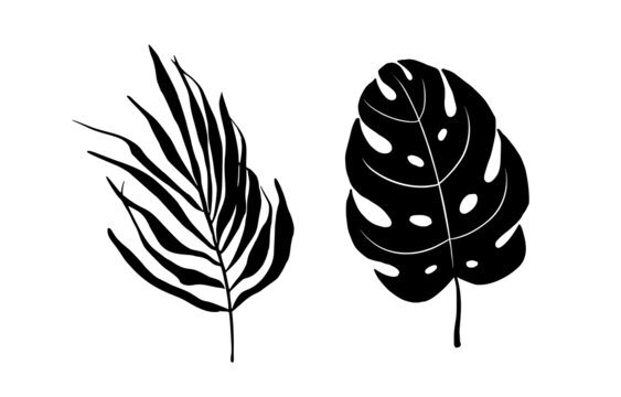 Tropical leaves drawing. Hand-drawn ink illustration. Isolated on white background.