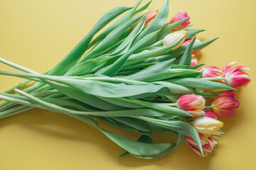 yellow and red tulips on a yellow background