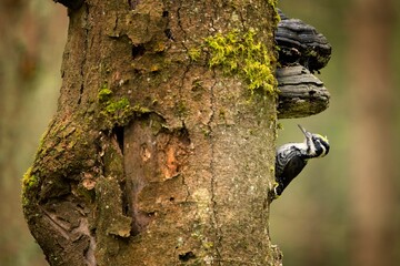 Portrait of Eurasian three-toed woodpecker on the hollow, mossy tree with fungi. Three-toed woodpecker by the nest cavity in the Sumava National Park.