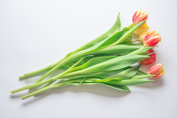 red and yellow tulips on a white background