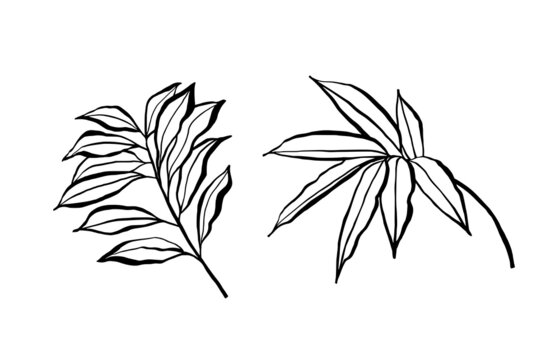 Ink botanical elements. Sketchy leaves drawing. Isolated on white background.