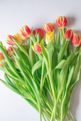 red and yellow tulips on a white background