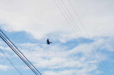 black bird in the blue sky