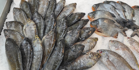 fresh fish (freshwater fish) sold in the markets