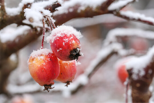 Little apples in winter with ice needles