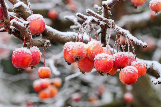 Little apples in winter with ice needles