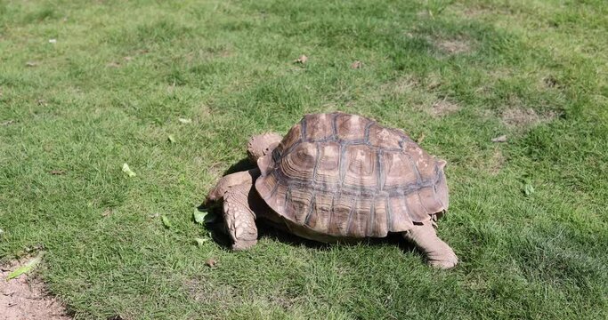 giant old tortoise or golden coin turtle (or Chinese three-striped box turtle (Cuora trifasciata), a species of turtle endemic to southern China) crawling on grass field on a sunny day, search food