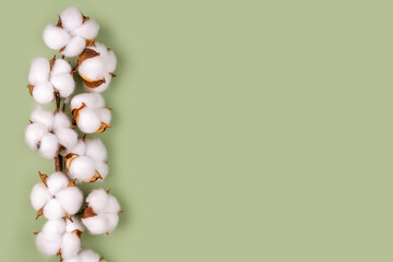 Branch with white cotton flowers on green background. Natural organic fiber, agriculture, cotton flower, raw materials for making fabric. Top view, flat lay mockup with copy space for text