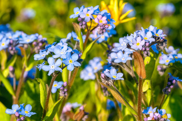 Little blue forget-me-not flowers in the sun on spring meadow. Spring blossom background. Selective focus.